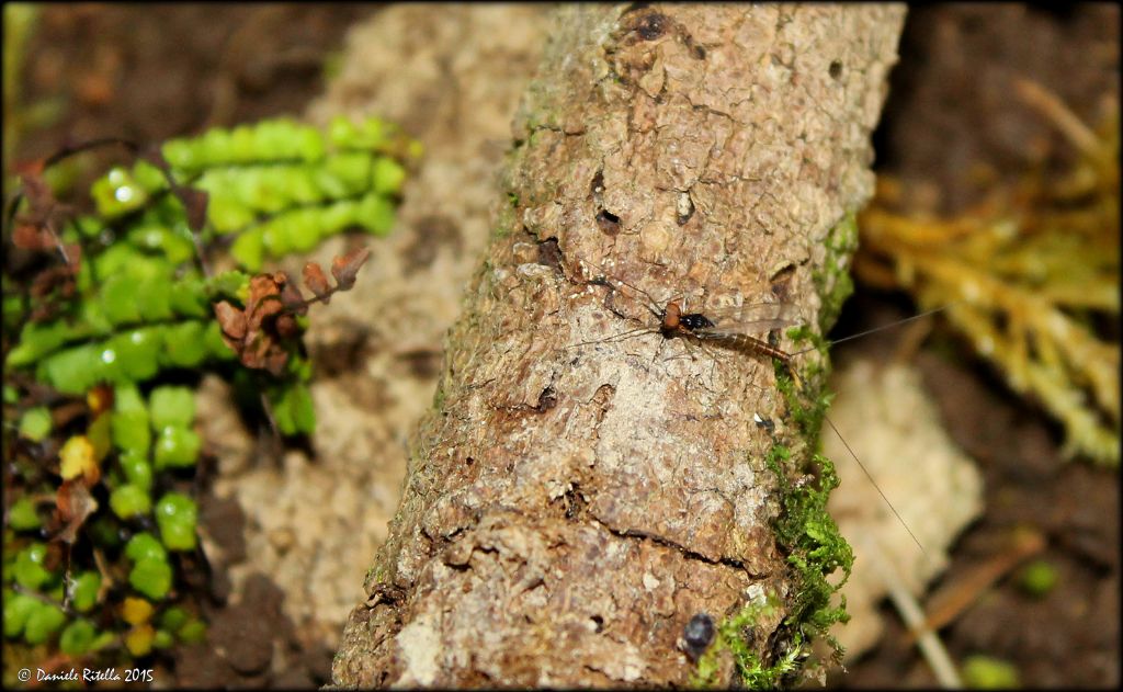Efemerottero Baetis di Venafro (IS)